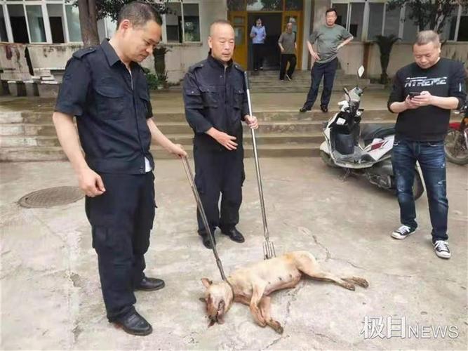 小区有只大型犬咬伤小孩,被住户集体打死了,需要赔偿狗主人吗