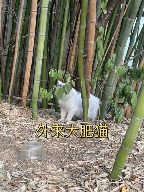 74549.cσm查询开奖记录和肥猫一年多减重16斤与肥猫一年多减重16斤正常吗