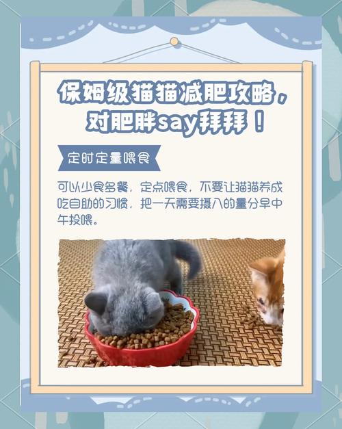 2025港澳免费资料大全和肥猫一年多减重16斤与肥猫一年多减重16斤正常吗