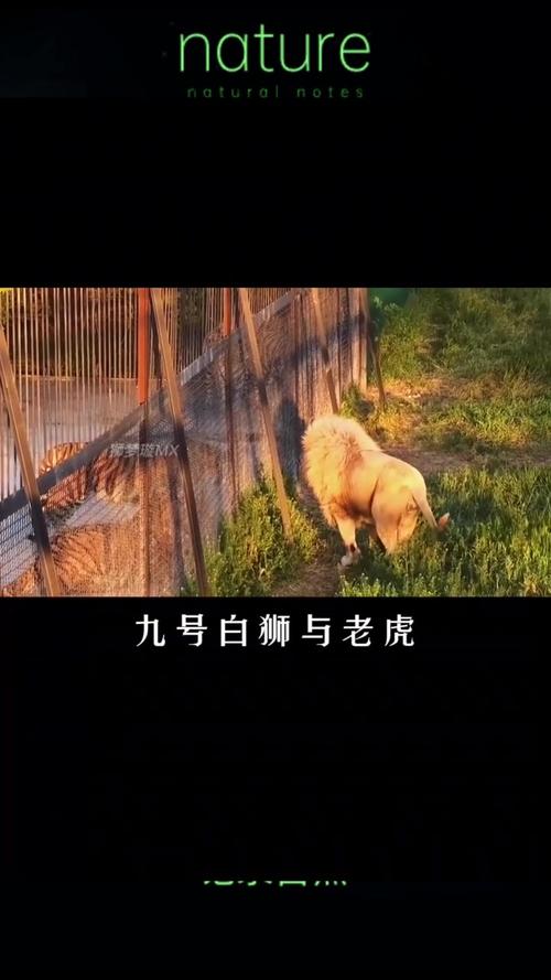 今晚开特马+开奖结果91和在动物园偷拽老虎毛与在动物园偷拽老虎毛毛