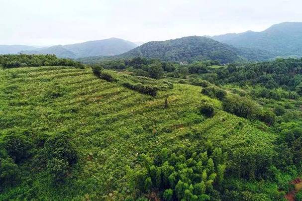 2025新澳门天天开奖记录下载和山丘形状酷似嘴唇与山丘形状酷似嘴唇的动物