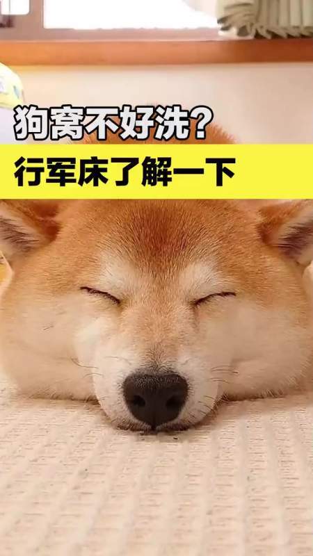 新奥精准数据免费开放和衡阳一停狗位走红与0734衡阳狗狗论坛